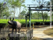 gorumara jungle safari