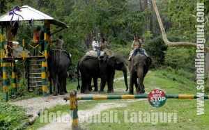 elephant safari