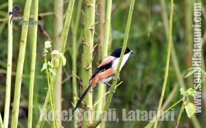 birding lataguri duars