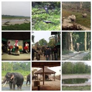 Gorumara Jungle Safari & Lataguri, Dooars Activities