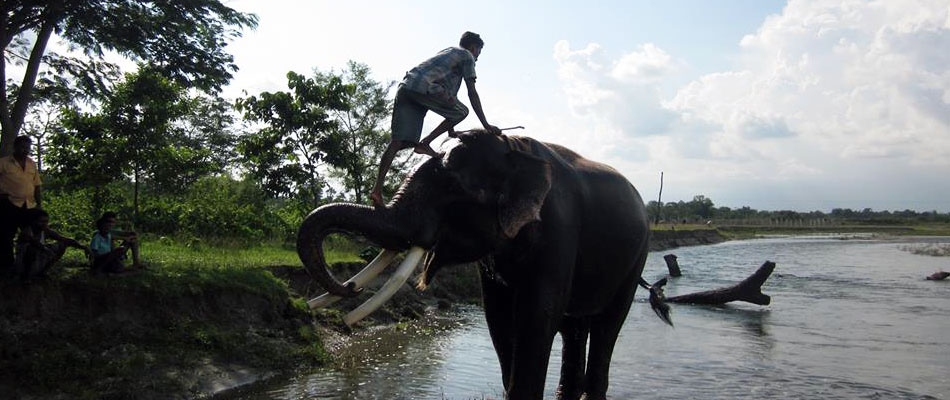 Indian Elephants