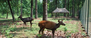 Gorumara Wild Life Sanctuary